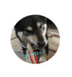 可愛い柴犬3（個別スタンプ：15）