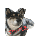 可愛い柴犬3（個別スタンプ：16）