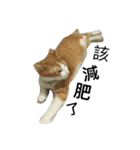 Momo orange cat（個別スタンプ：1）