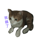 Momo orange cat（個別スタンプ：3）