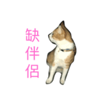 Momo orange cat（個別スタンプ：4）