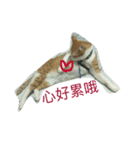 Momo orange cat（個別スタンプ：5）