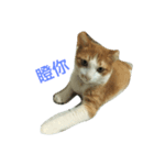 Momo orange cat（個別スタンプ：6）