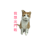 Momo orange cat（個別スタンプ：7）