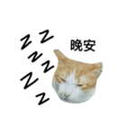 Momo orange cat（個別スタンプ：8）