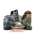 Dobiball（個別スタンプ：7）