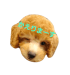 ぼく、うに。3（個別スタンプ：4）