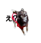 YEAH Dog（個別スタンプ：3）