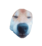 YEAH Dog（個別スタンプ：5）