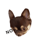 YEAH Dog（個別スタンプ：6）