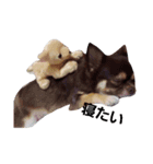 YEAH Dog（個別スタンプ：7）