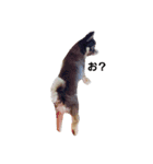 YEAH Dog（個別スタンプ：8）