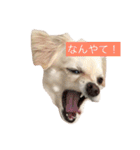 チワックスのレア（個別スタンプ：7）