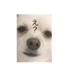 チワックスのレア（個別スタンプ：10）