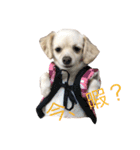 チワックスのレア（個別スタンプ：14）