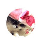 まねき（個別スタンプ：7）