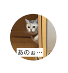 Rutofamily3（個別スタンプ：7）