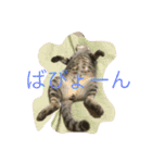 キジトラ猫 ここちゃん（個別スタンプ：14）