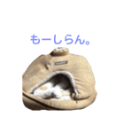 猫の風ちゃん（個別スタンプ：10）