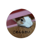 実写かわいいうさぎ（個別スタンプ：11）