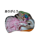 実写かわいいうさぎ（個別スタンプ：13）