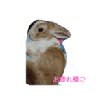 実写かわいいうさぎ（個別スタンプ：17）