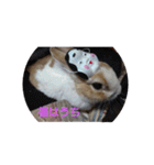 実写かわいいうさぎ（個別スタンプ：29）