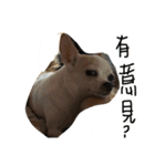 Banbanchen（個別スタンプ：1）