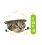 American shorthair Salad 3.（個別スタンプ：1）
