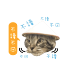 American shorthair Salad 3.（個別スタンプ：2）