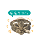 American shorthair Salad 3.（個別スタンプ：3）
