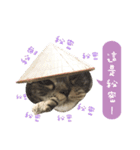 American shorthair Salad 3.（個別スタンプ：4）