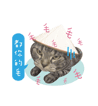 American shorthair Salad 3.（個別スタンプ：5）