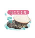 American shorthair Salad 3.（個別スタンプ：6）