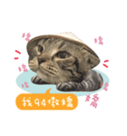 American shorthair Salad 3.（個別スタンプ：7）