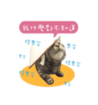 American shorthair Salad 3.（個別スタンプ：9）
