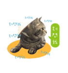 American shorthair Salad 3.（個別スタンプ：10）