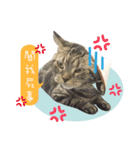 American shorthair Salad 3.（個別スタンプ：12）