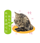 American shorthair Salad 3.（個別スタンプ：13）