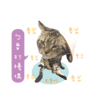 American shorthair Salad 3.（個別スタンプ：14）