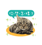 American shorthair Salad 3.（個別スタンプ：15）
