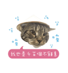 American shorthair Salad 3.（個別スタンプ：16）