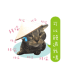 American shorthair Salad 3.（個別スタンプ：17）