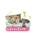 American shorthair Salad 3.（個別スタンプ：18）