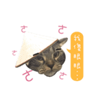 American shorthair Salad 3.（個別スタンプ：19）
