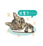 American shorthair Salad 3.（個別スタンプ：20）