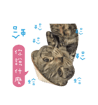 American shorthair Salad 3.（個別スタンプ：21）
