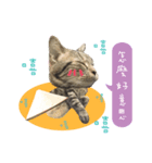 American shorthair Salad 3.（個別スタンプ：22）