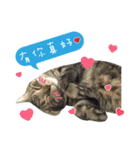 American shorthair Salad 3.（個別スタンプ：23）