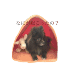 Pomeranian AND sQui-:D（個別スタンプ：2）
